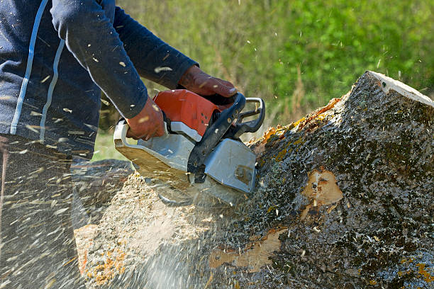 Best Tree Disease Treatment  in Fruitland Park, FL